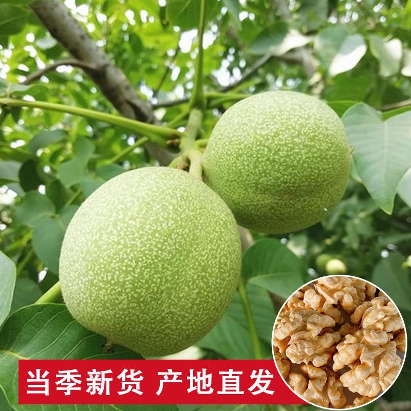 青皮核桃本地青皮核桃大量上市新鲜现货价格优惠欢迎联系