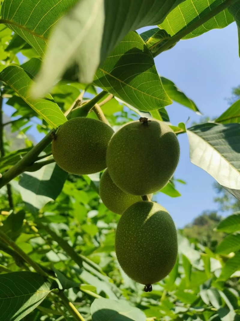 青皮核桃本地青皮核桃大量上市新鲜现货价格优惠欢迎联系