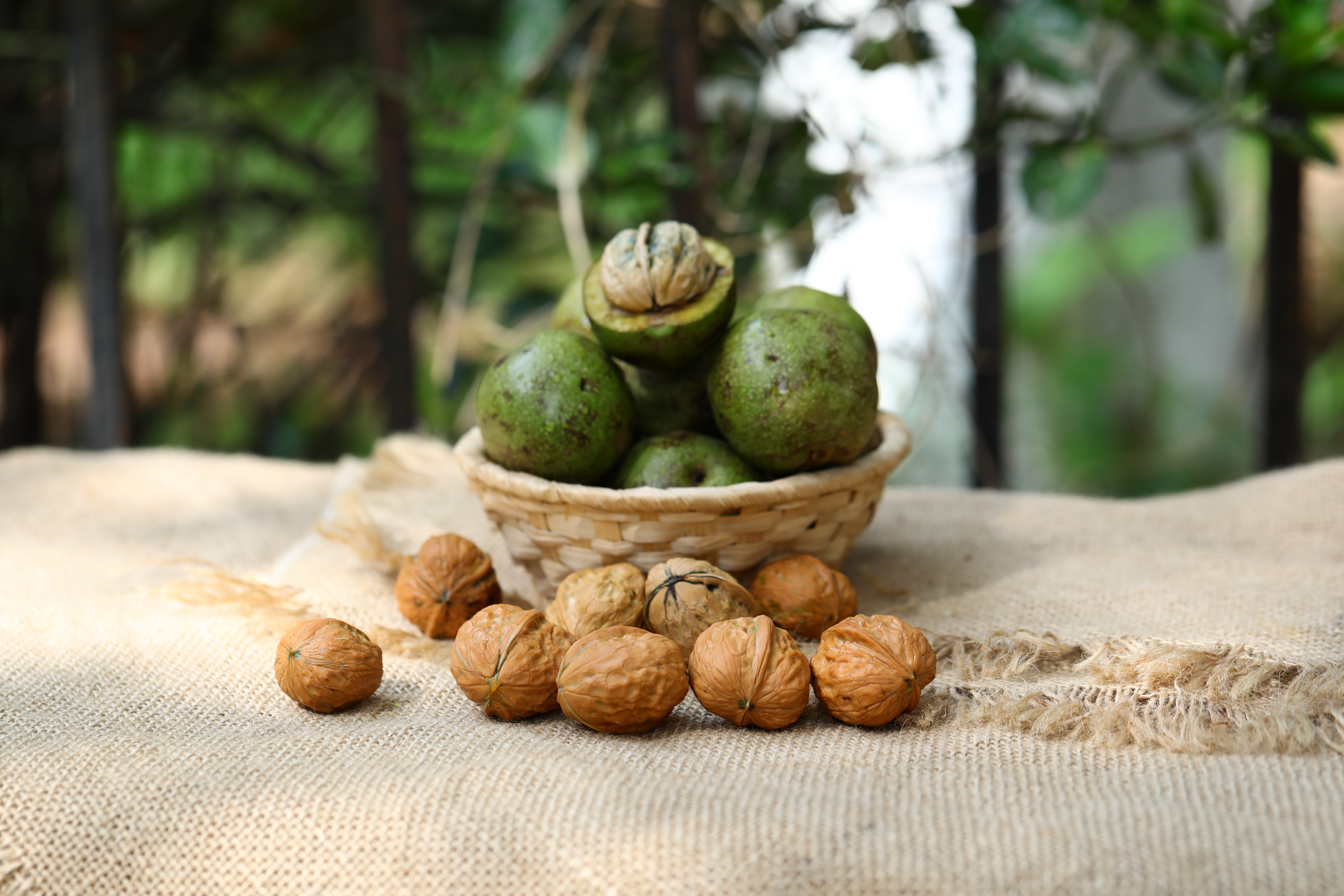 一篮新鲜采摘的青皮核桃,表皮呈鲜绿色,部分已轻微裂开露出浅褐色硬壳,背景为乡村庭院木桌,阳光洒落,体现自然收获氛围 青皮核桃特写