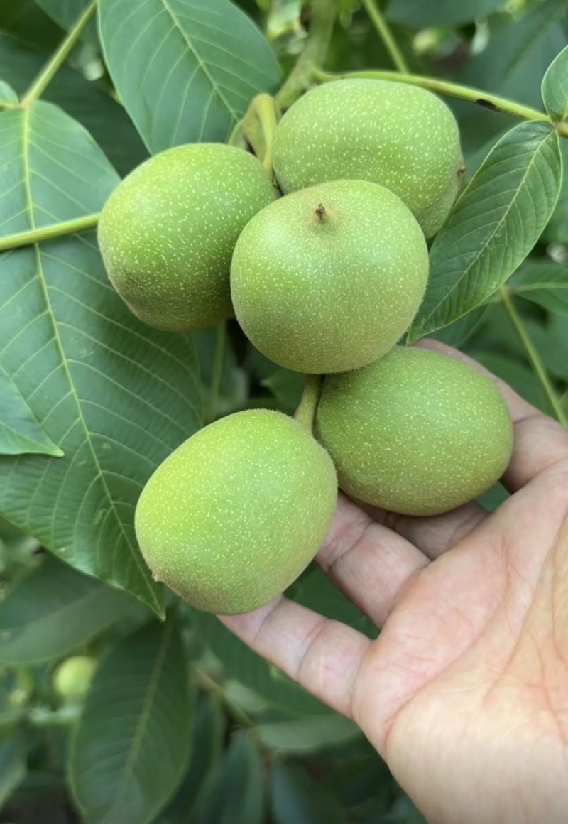 青皮核桃本地青皮核桃大量上市新鲜现货价格优惠欢迎联系