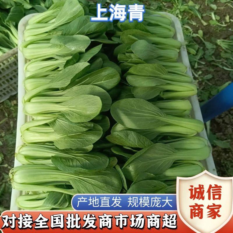 南通上海青油菜快菜实力代办代收大量供应发货全国一条龙
