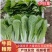 【推荐】小白菜毛白菜杭白菜产地一手货源常年供应