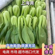 精品上海青江苏油菜南通上海青万亩基地保质保量常年供应