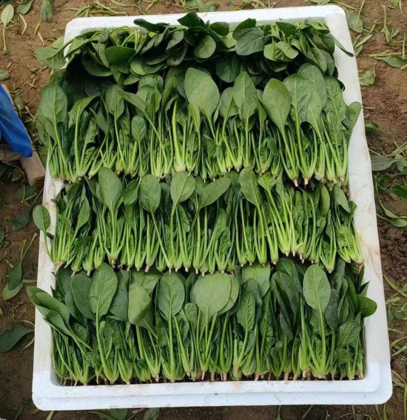 菠菜精品小叶菠菜山东菠菜规格齐全量大优惠发货全国