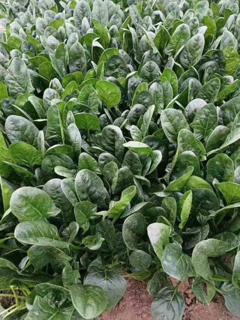 菠菜精品小叶菠菜山东菠菜规格齐全量大优惠发货全国