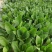 菠菜精品小叶菠菜山东菠菜规格齐全量大优惠发货全国