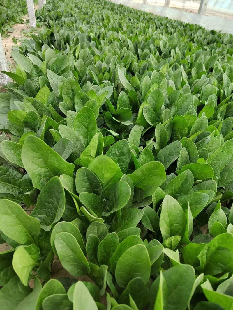 菠菜精品小叶菠菜山东菠菜规格齐全量大优惠发货全国
