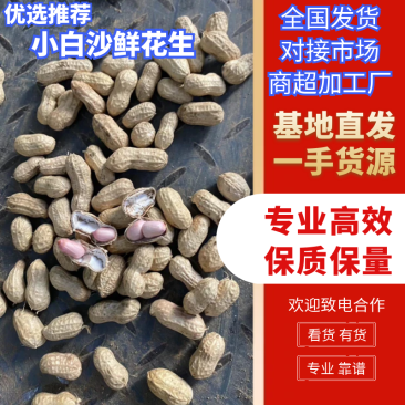 河南产地小白沙鲜花生产地直发一手货源