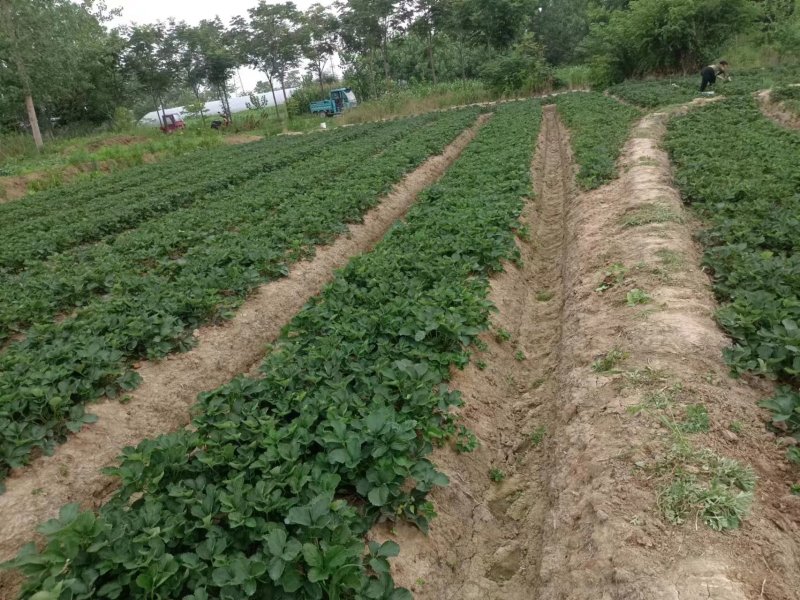 【精选】大叶红颜苗大量上市产地直销保质保量欢迎订购