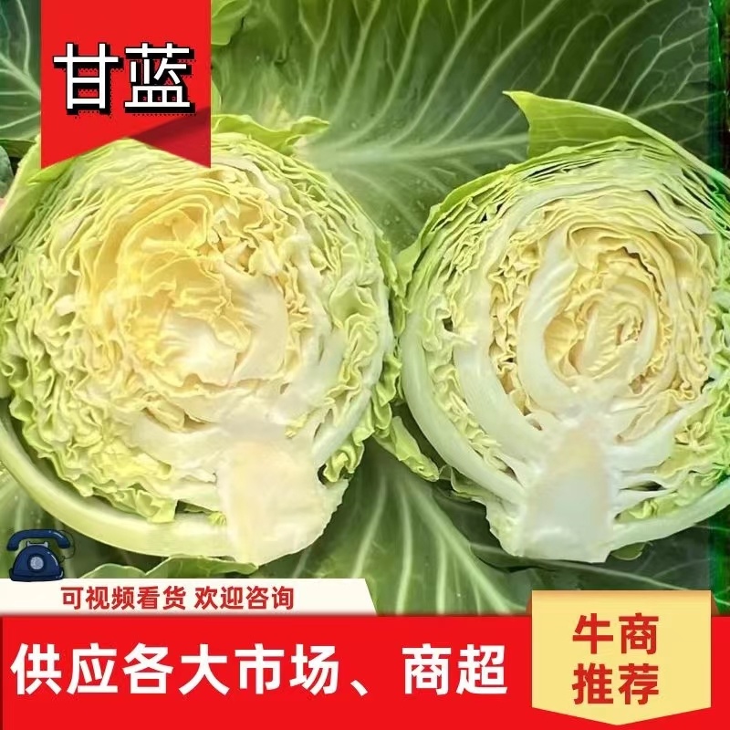 甘蓝圆包菜大量上市产地直发保质保量欢迎订购