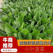 菠菜精品小叶菠菜山东菠菜规格齐全量大优惠发货全国