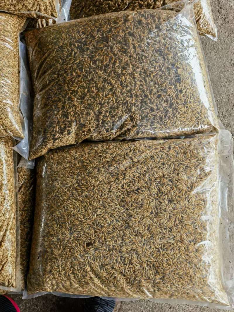 高蛋白黑水虻品质保证可视频看货家禽水产宠物高蛋白饲料虫