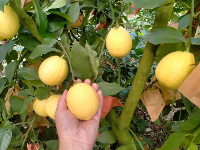 【精品柠檬】安岳黄柠檬一条龙发货长期供货规格齐全有需致电