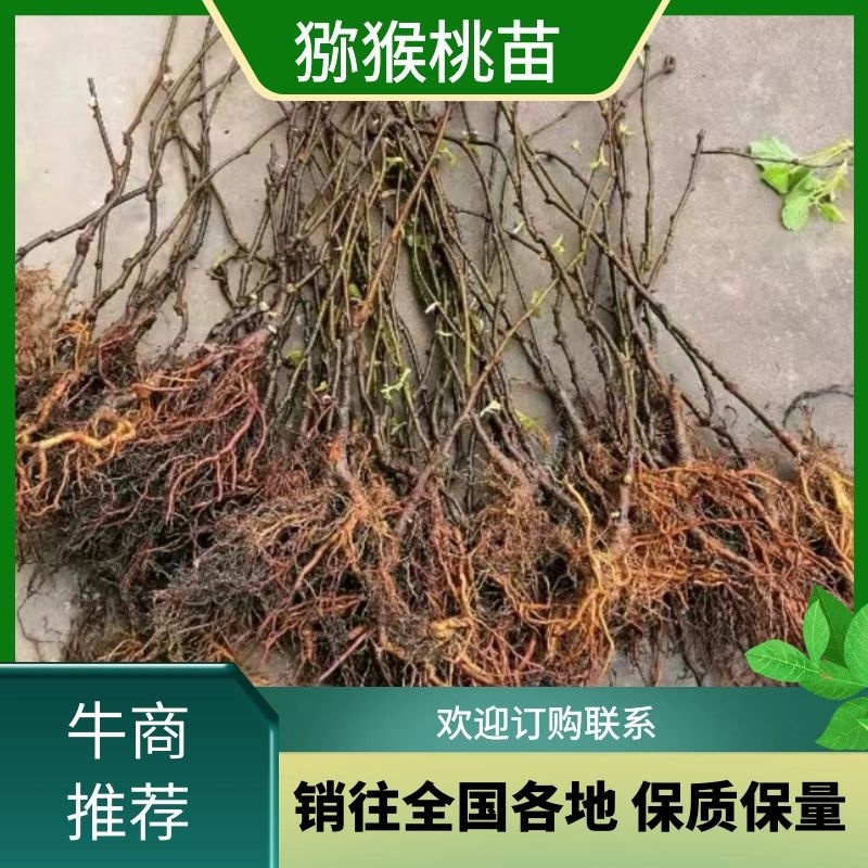 软枣猕猴桃苗【速生生长速度结果快】成活率高