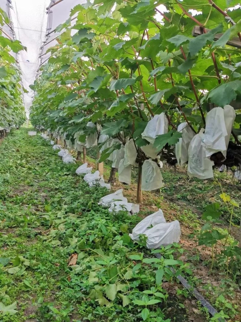 阳光玫瑰陕西渭南蒲城县，种植基地，现摘现发欢迎咨询