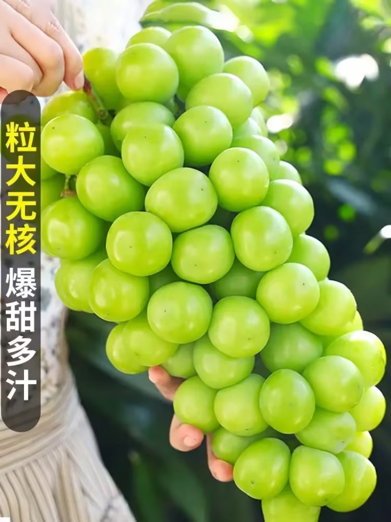 阳光玫瑰陕西渭南蒲城县基地直发，量大新鲜，甜度高
