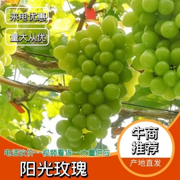 阳光玫瑰陕西渭南蒲城县，种植基地，现摘现发欢迎咨询