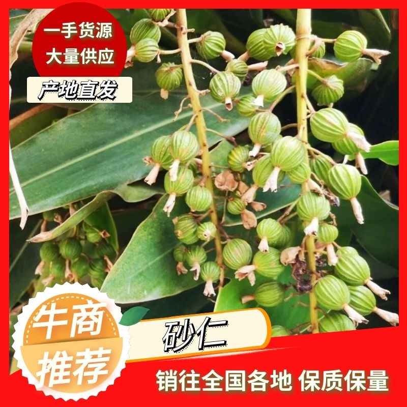 贵州砂仁原产地供货各种规格批发保质保量