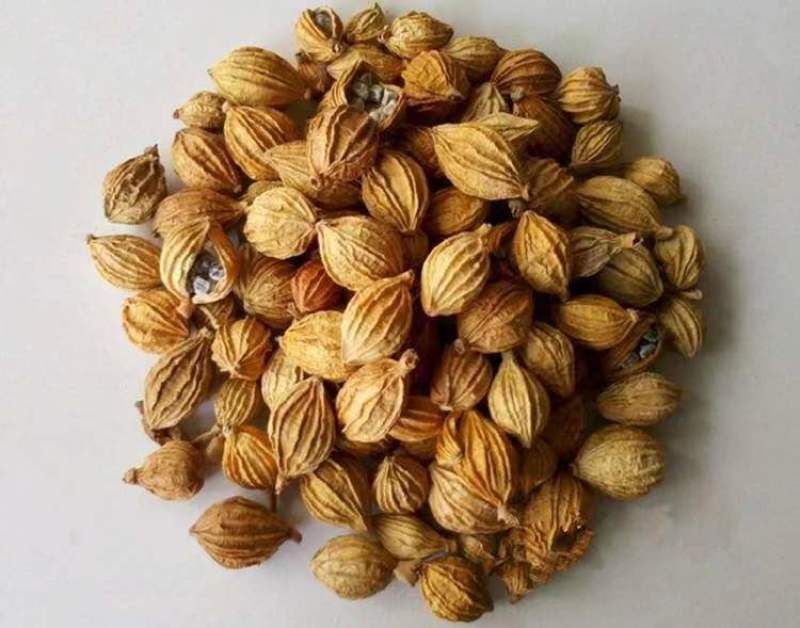 贵州砂仁原产地供货各种规格批发保质保量