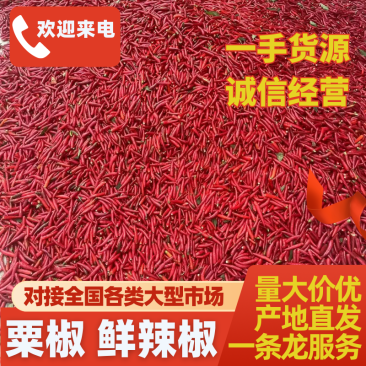鲜辣椒，粟椒，大量供应，精选品质保障，欢迎联系