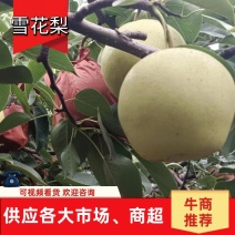 精品【雪花梨】现摘现发产地直供品质保证量大从优