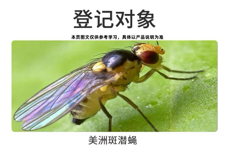 31%阿维灭蝇胺美洲斑潜蝇鬼画图果实物蝇瓜蝇灭蝇安杀虫