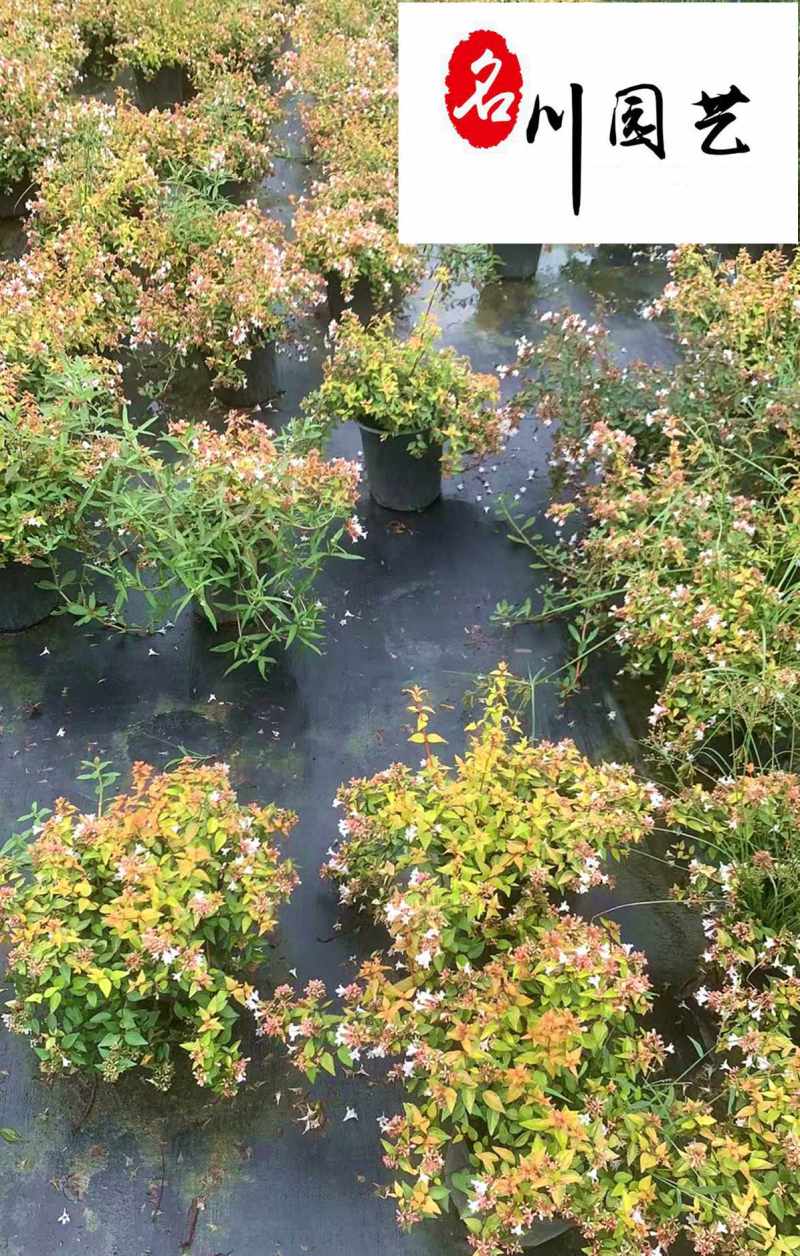 成都苗圃现货供应六道木杯苗优惠处理价花境花海布景