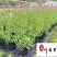 四川成都马鞭草基地自产自销多年生柳叶马鞭草好养易活