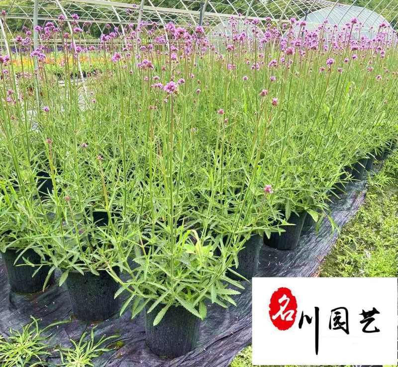 四川成都马鞭草基地自产自销多年生柳叶马鞭草好养易活