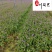 四川成都马鞭草基地自产自销多年生柳叶马鞭草好养易活