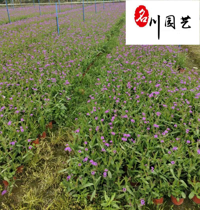 四川成都马鞭草基地自产自销多年生柳叶马鞭草好养易活