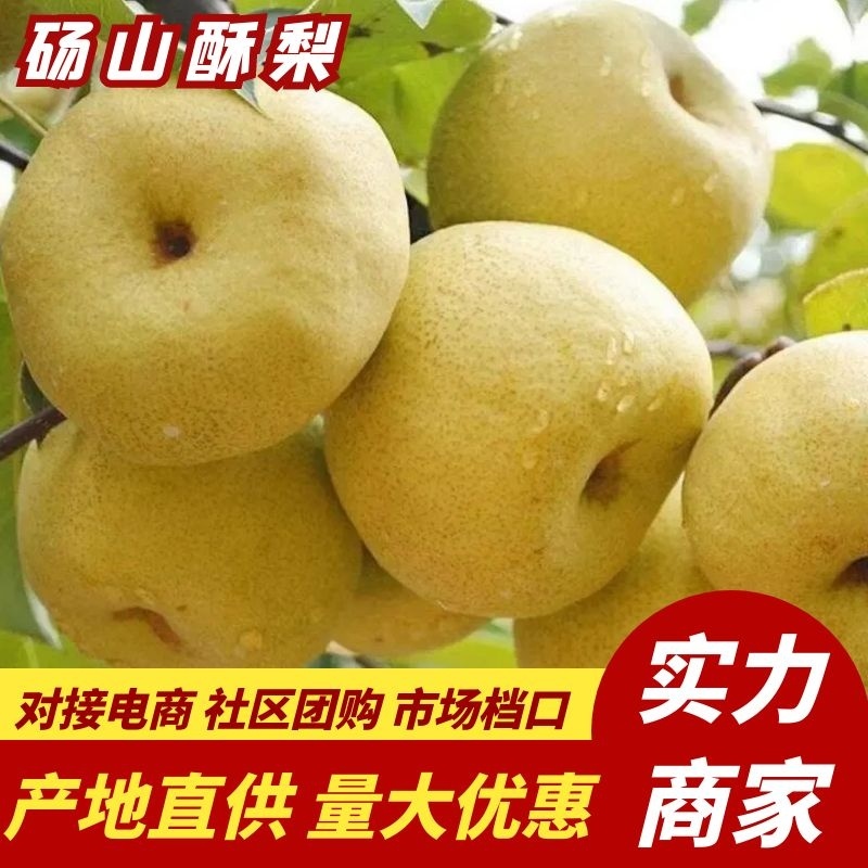 砀山酥梨安徽酥梨大量供应脆甜多汁可对接商超市场档口