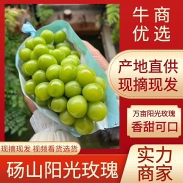 阳光玫瑰热卖中,万亩基地直供,颗粒饱满,口感甜,量大优惠