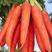 良达福田九寸红参萝卜种子耐暑性强适应性广优质良种