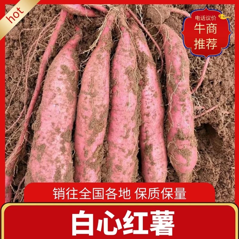 陕西咸阳白心红薯秦暑五号大量出货中供应各个商家诚信你我，