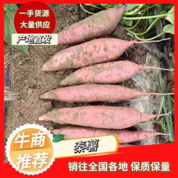 陕西咸阳秦暑五号色红条长，二两半保质保量供应各种超市