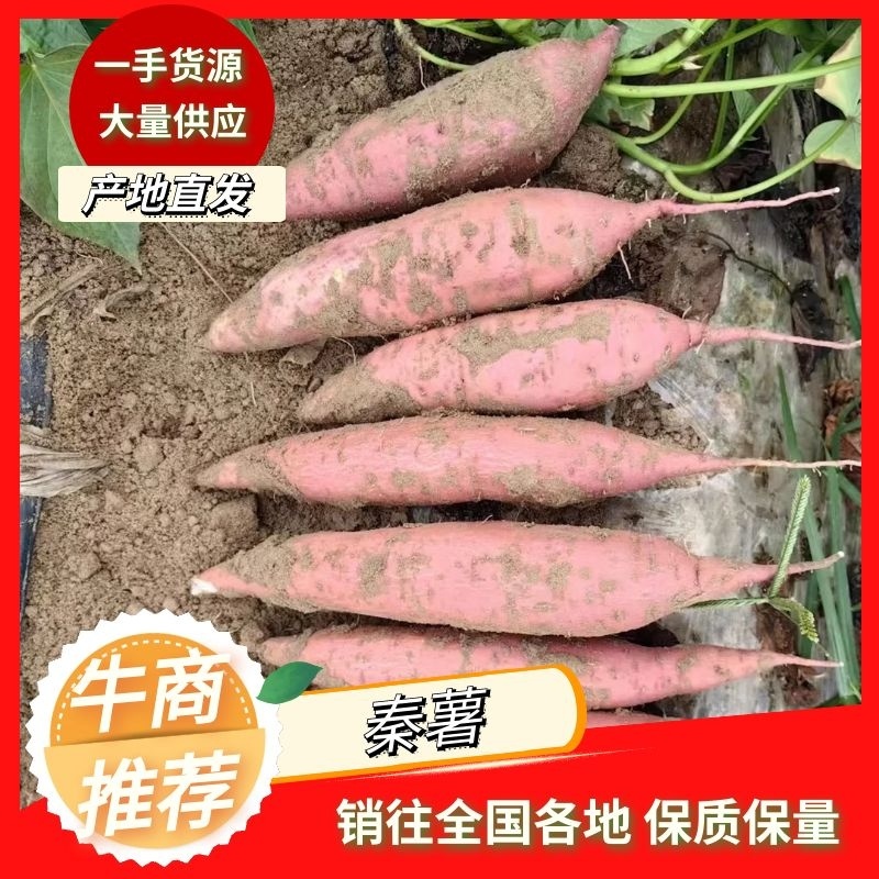 陕西咸阳秦暑五号色红条长，二两半保质保量供应各种超市