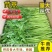 【视频拿茼蒿】小叶茼蒿江苏淮安茼蒿基地直供市场商超电联优惠