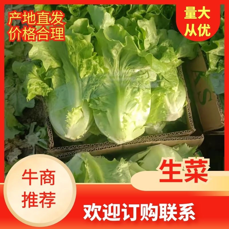【热卖生菜】生菜新鲜供货散叶江苏产地可电话议价欢迎来电优惠