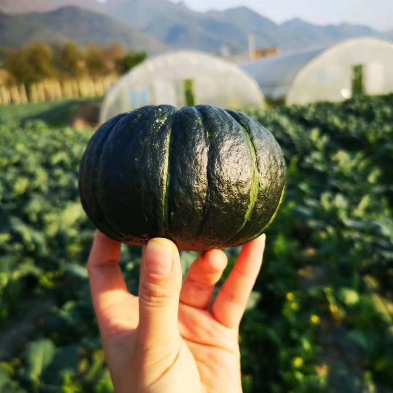蜜贝2号南瓜种子早熟强粉质甜而不腻适应性强优质良种