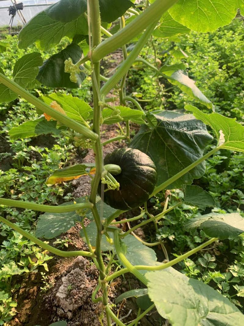 蜜贝2号南瓜种子早熟强粉质甜而不腻适应性强优质良种