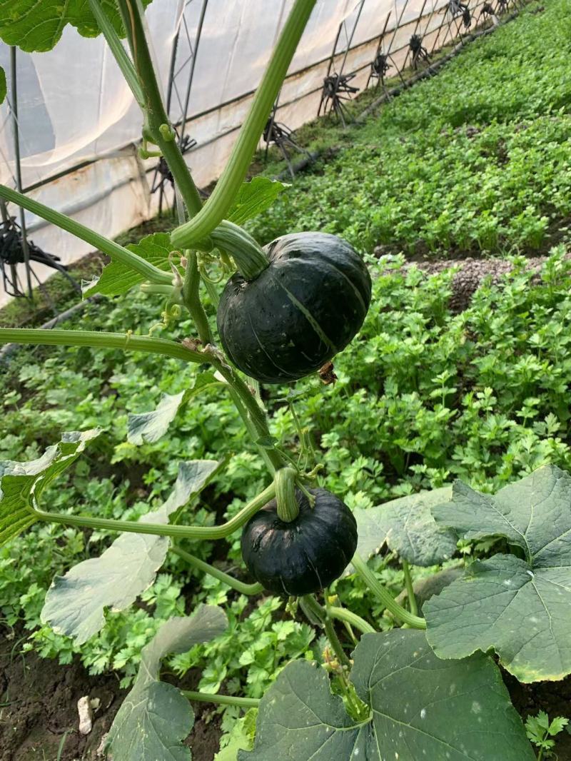 蜜贝2号南瓜种子早熟强粉质甜而不腻适应性强优质良种