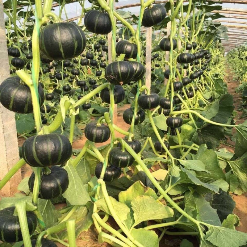蜜贝2号南瓜种子早熟强粉质甜而不腻适应性强优质良种