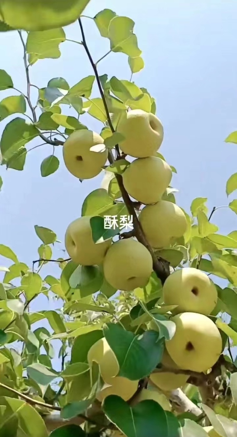 商丘宁陵酥梨味道鲜美，皮薄多汁无渣，场地直发，现场验货