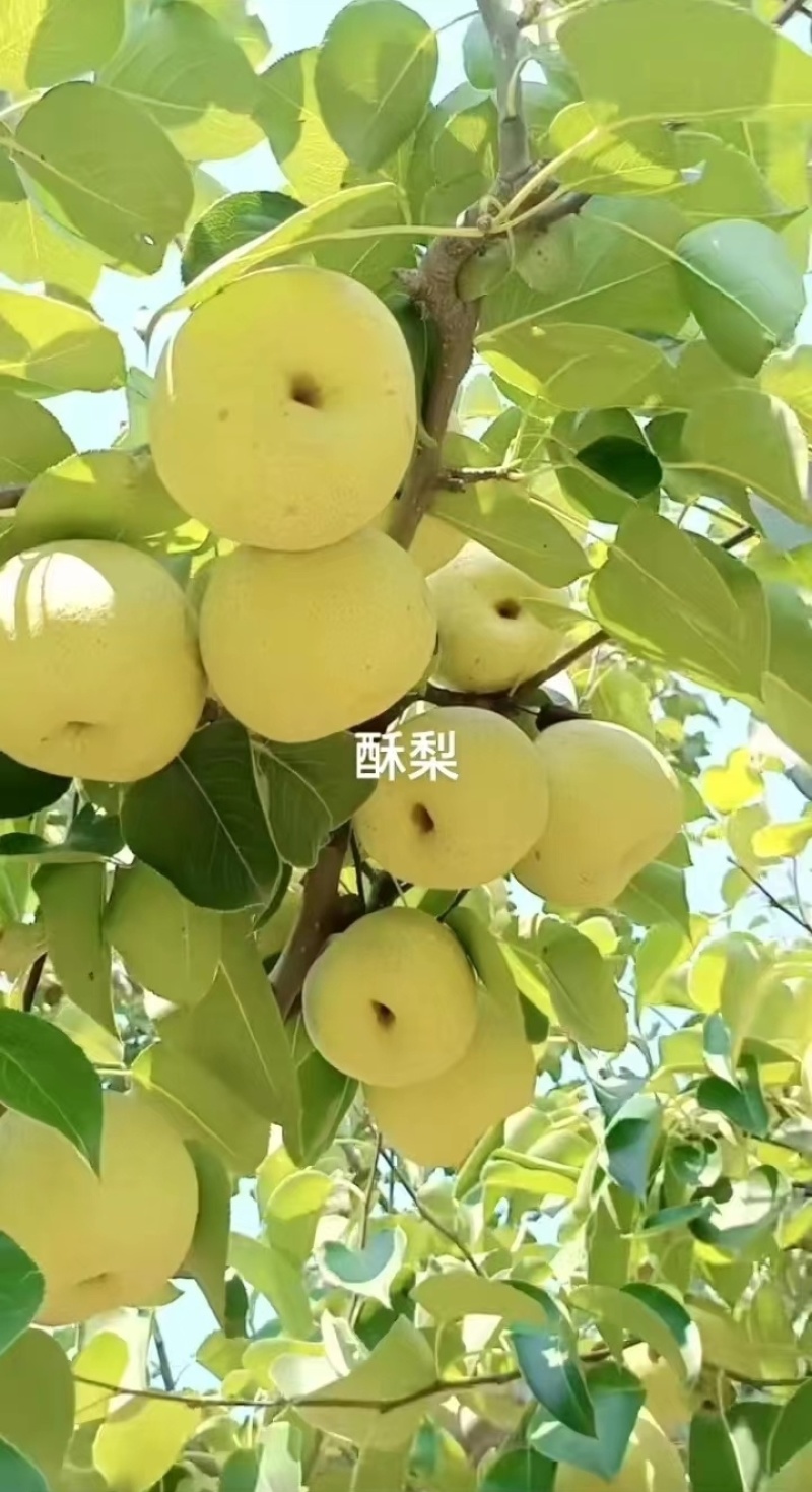 商丘宁陵酥梨味道鲜美，皮薄多汁无渣，场地直发，现场验货