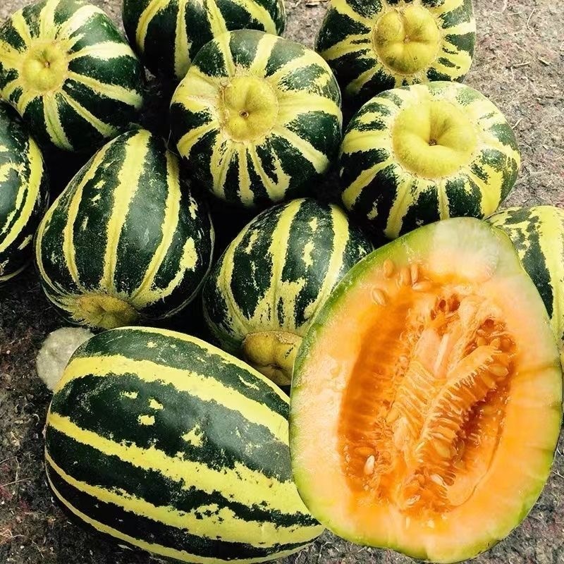 冰糖子甜瓜种子早熟甜脆爽口种植简单品质好耐贮运