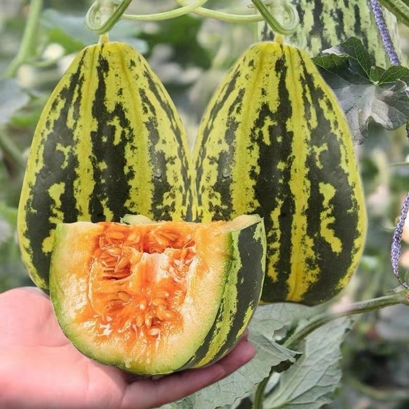 冰糖子甜瓜种子早熟甜脆爽口种植简单品质好耐贮运