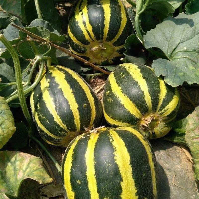冰糖子甜瓜种子早熟甜脆爽口种植简单品质好耐贮运