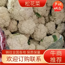 【精品优选】甘肃松花菜大量上市产地直销欢迎订购