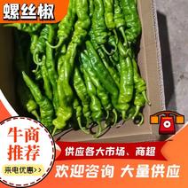 【热销】甘肃螺丝椒大量上市保质保量货量充足欢迎订购